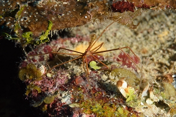 Yellowline Arrow Crab<br>September 25, 2017