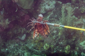 Lionfish on a spear<br>September 25, 2017