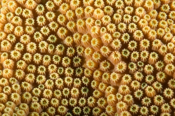 Detail of Lobed Star Coral<br>September 26, 2017