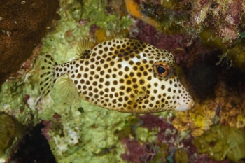 Spotted Trunkfish<br>September 26, 2017