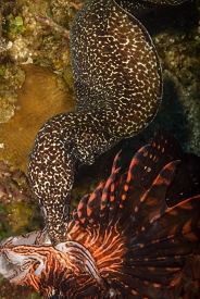 White Spotted Eel eating a Lionfish<br>September 26, 2017