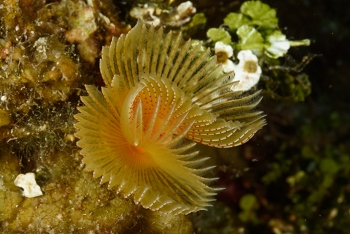 Red Spotted Feather Duster<br>September 26, 2017