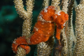 Longsnout Seahorse<br>September 26, 2017