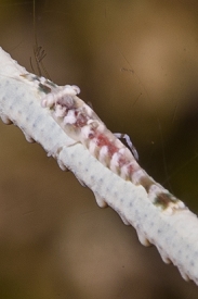 Wire Shrimp<br>September 26, 2017