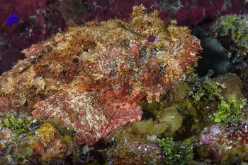 Scorpionfish<br>September 26, 2017