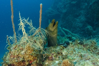 Green Moray Eel<br>September 26, 2017