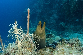 Green Moray Eel<br>September 26, 2017