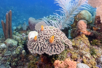 Rough Cactus Coral (?) with Variable Boring Sponges on it.<br>September 26, 2017