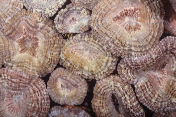 Spiny Flower Coral<br>September 27, 2017