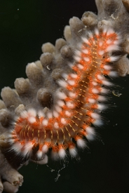 Bearded Fireworm<br>September 27, 2017