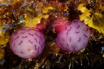 Strawberry Tunicate<br>September 27, 2017