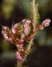 Overgrowing Tunicates<br>September 27, 2017