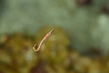 Arrow Blenny<br>September 27, 2017