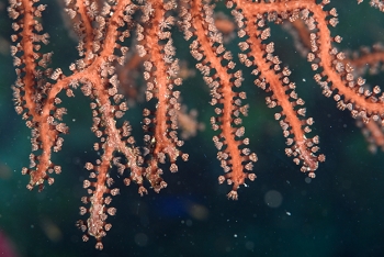 Deepwater Sea Fan<br>September 27, 2017