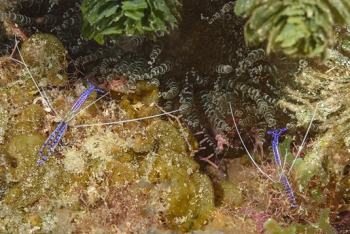 Pederson Cleaning Shrimp in front of Corkscrew Anemone<br>September 27, 2017