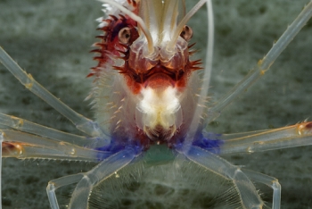 Some detail from the shot of a Banded Coral Shrimp<br>September 27, 2017