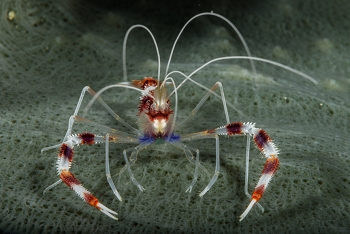 One of the best Banded Coral Shrimp shots I've ever taken.<br>September 27, 2017