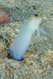 Yellowheaded Jawfish<br>September 27, 2017