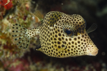 Spotted Trunkfish<br>September 27, 2017