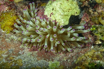 Anemone<br>September 27, 2017