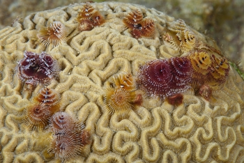 Christmas Tree Worms on Brain Coral<br>September 27, 2017