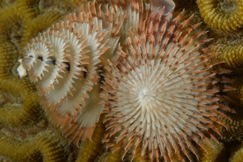 Christmas Tree Worm<br>September 27, 2017