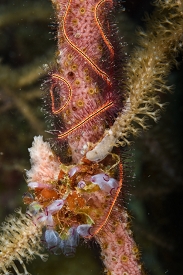 Let's see - painted tunicates, brittle star, sea rod and an encrusting sponge here.<br>September 28, 2017