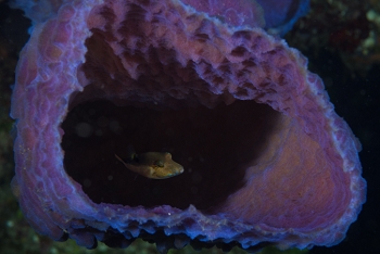 Sharpnosed Puffer inside an Azure Vase.<br>September 28, 2017