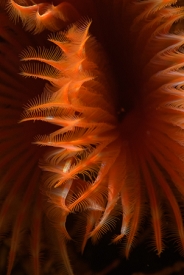 Star Horseshoe Worm<br>September 29, 2017