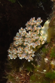 Lettuce Sea Slug<br>September 29, 2017