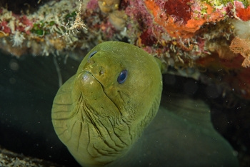 Green Moray Eel<br>September 29, 2017