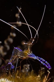 Pederson Cleaning Shrimp<br>September 29, 2017