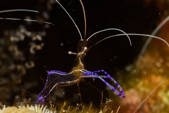 Pederson Cleaning Shrimp<br>September 29, 2017