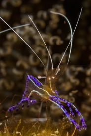 Pederson Cleaning Shrimp<br>September 29, 2017