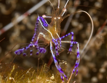 Pederson Cleaning Shrimp<br>September 29, 2017