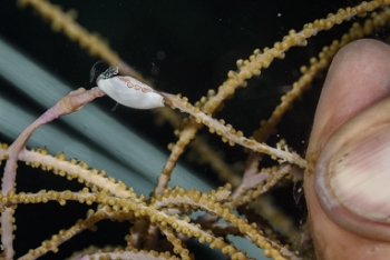 Young Flamingo Tongue<br>September 30, 2017<br>