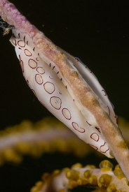 Young Flamingo Tongue<br>September 30, 2017