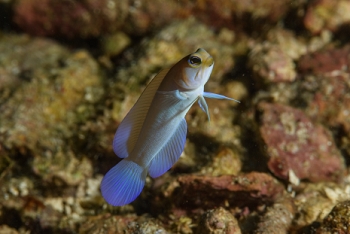 Yellowheaded Jawfish<br>September 30, 2017