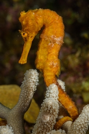 Longsnout Seahorse<br>September 30, 2017