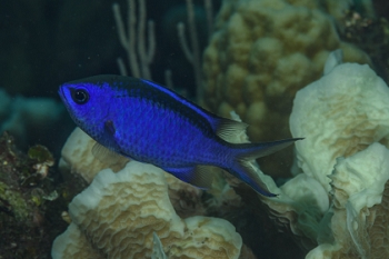 Blue Chromis<br>September 30, 2017