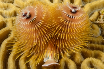 Christmas Tree Worm<br>September 30, 2017