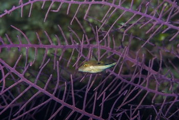 Sharpnosed Puffer<br>September 30, 2017