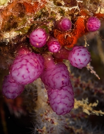 Strawberry Tunicates<br>September 30, 2017