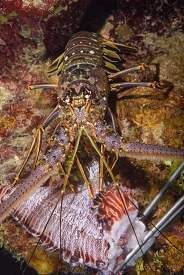 Lionfish Eating a Lobster<br>September 30, 2017