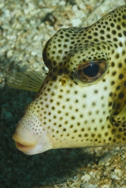 Spotted Trunkfish<br>September 30, 2017