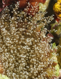 Knobby Anemone<br>September 30, 2017