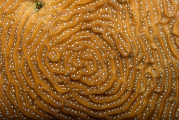 White Star Plate Coral<br>September 30, 2017