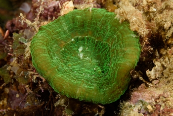 Artichoke Coral<br>September 30, 2017