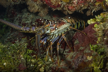 Caribbean Lobster<br>September 30, 2017