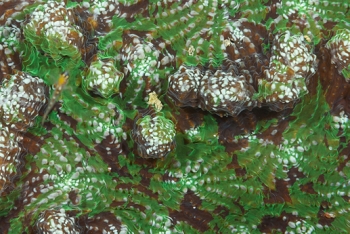 Artichoke Coral Detail<br>September 30, 2017